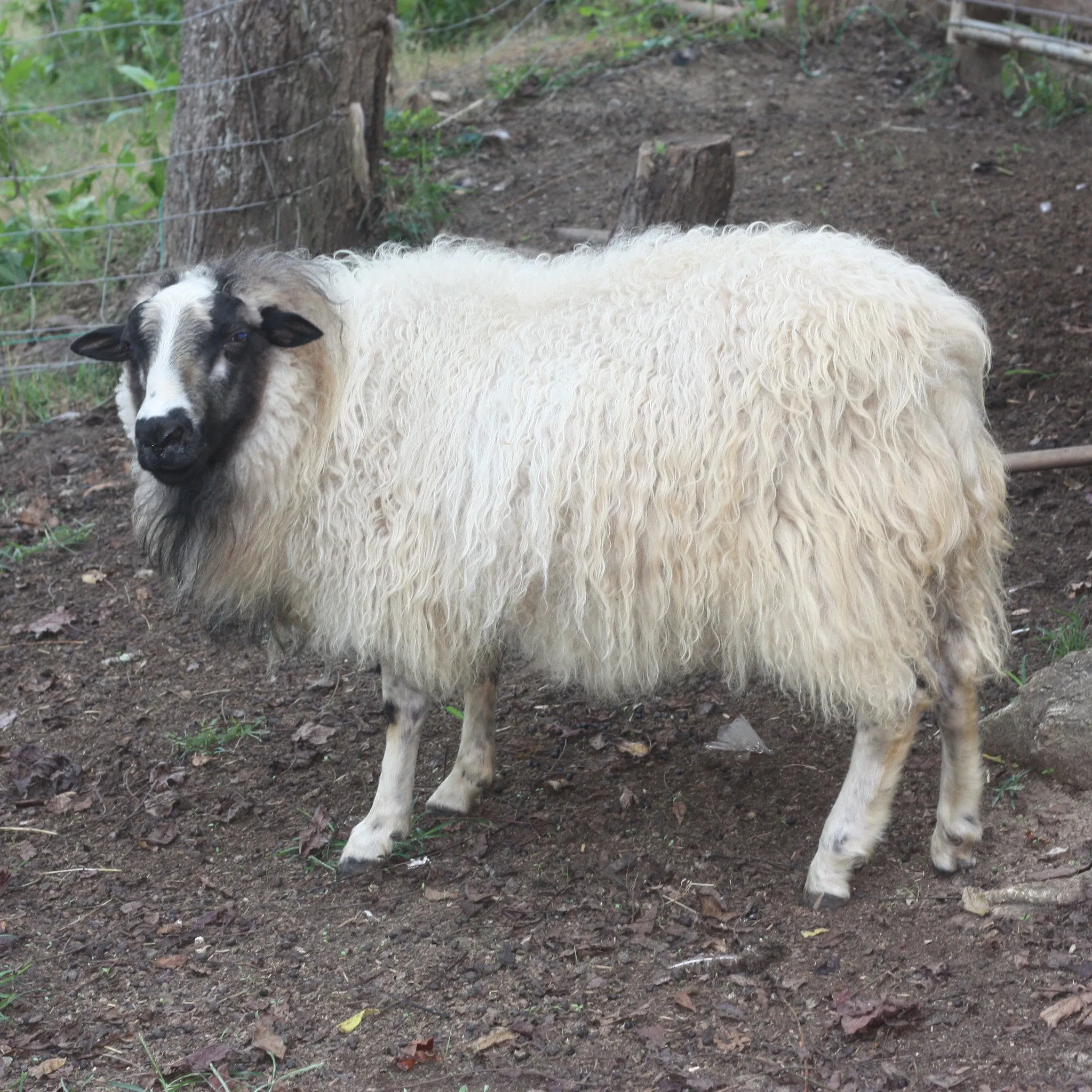 Icelandic Fleece