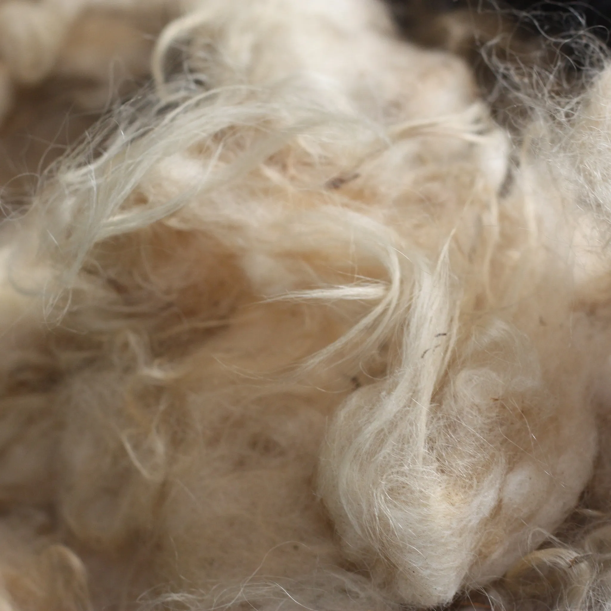 Icelandic Fleece