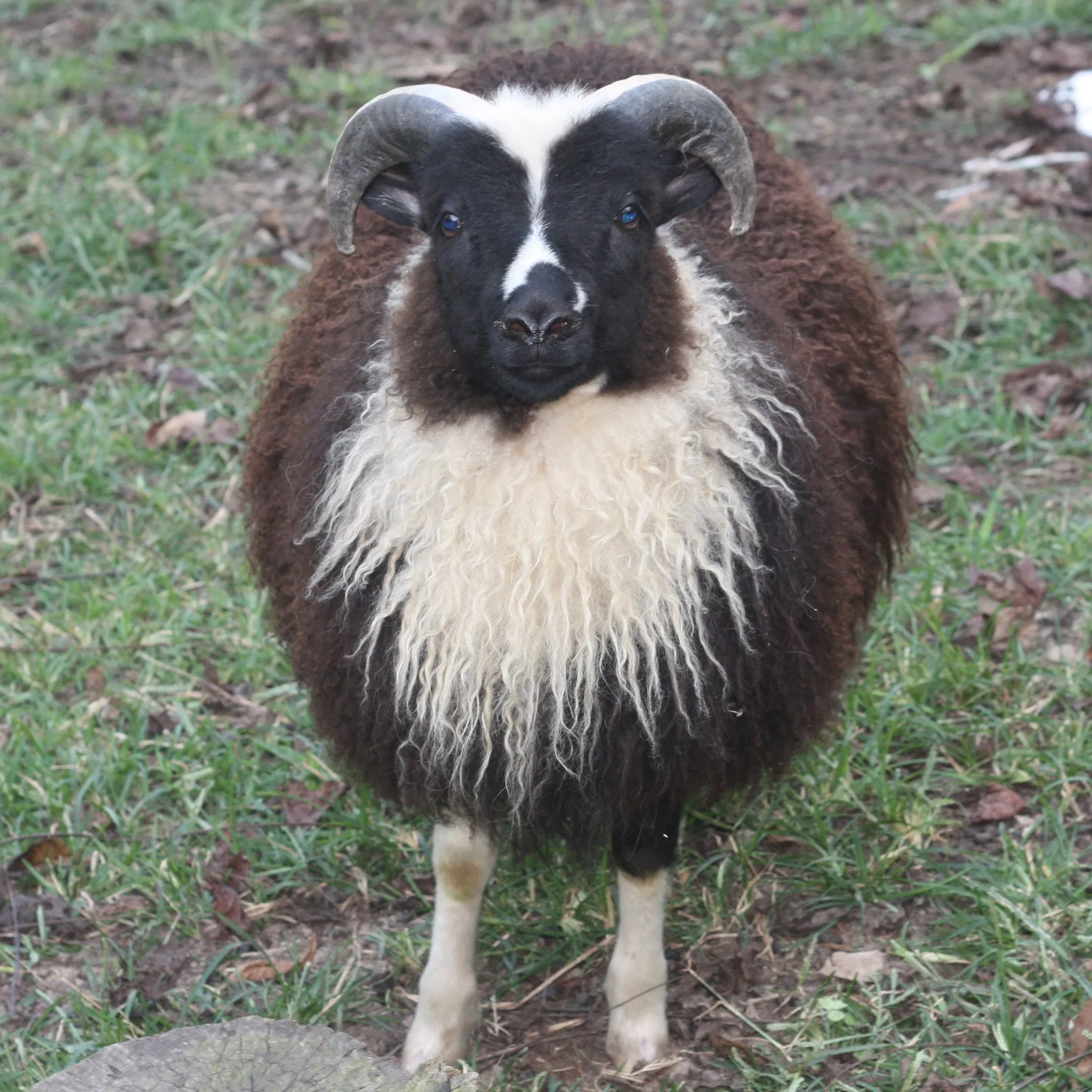 Icelandic Fleece