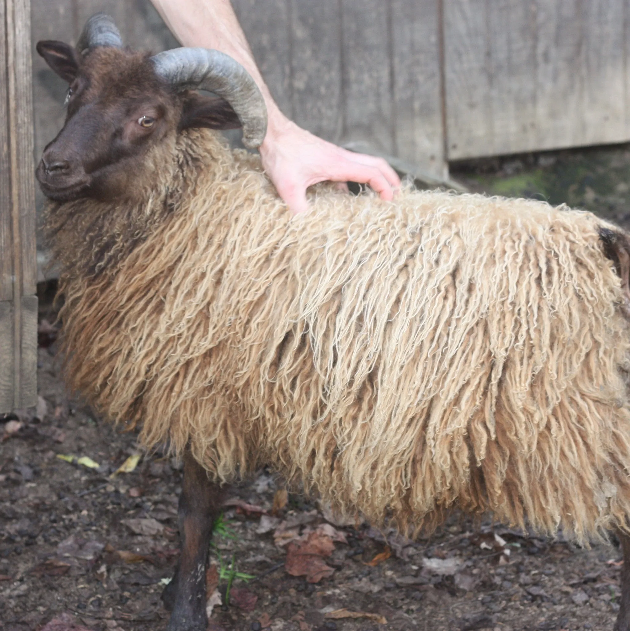 Icelandic Fleece