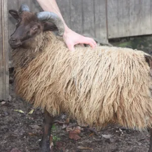 Icelandic Fleece